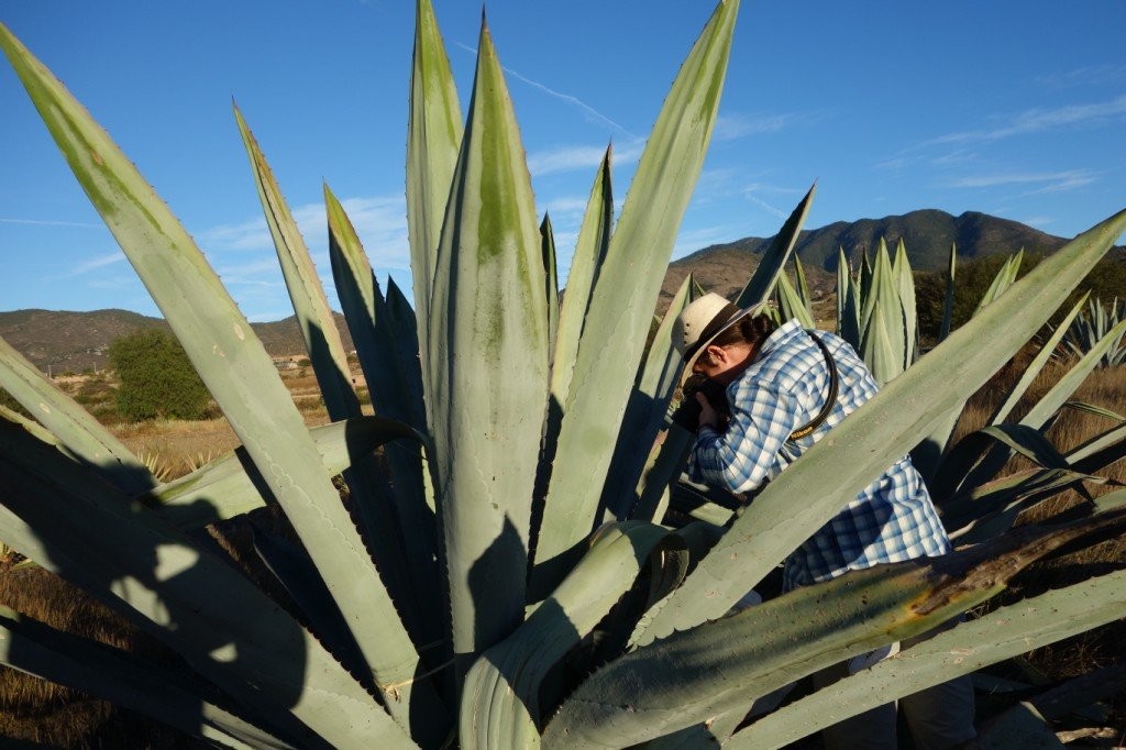 Generations of Mezcal in Oaxaca | Mexico Private Tour