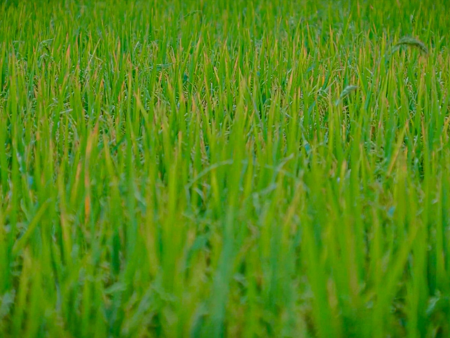 Isla Mayor: Field to Feast in Isla Mayor | Spain Private Tour
