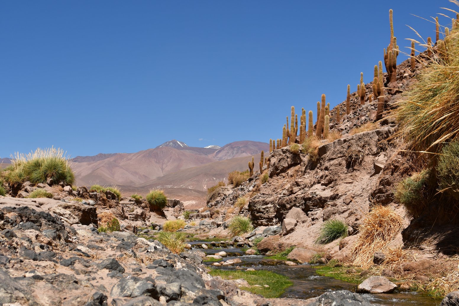 Among the Giant Cacti in San Pedro de Atacama | Chile Private Tour