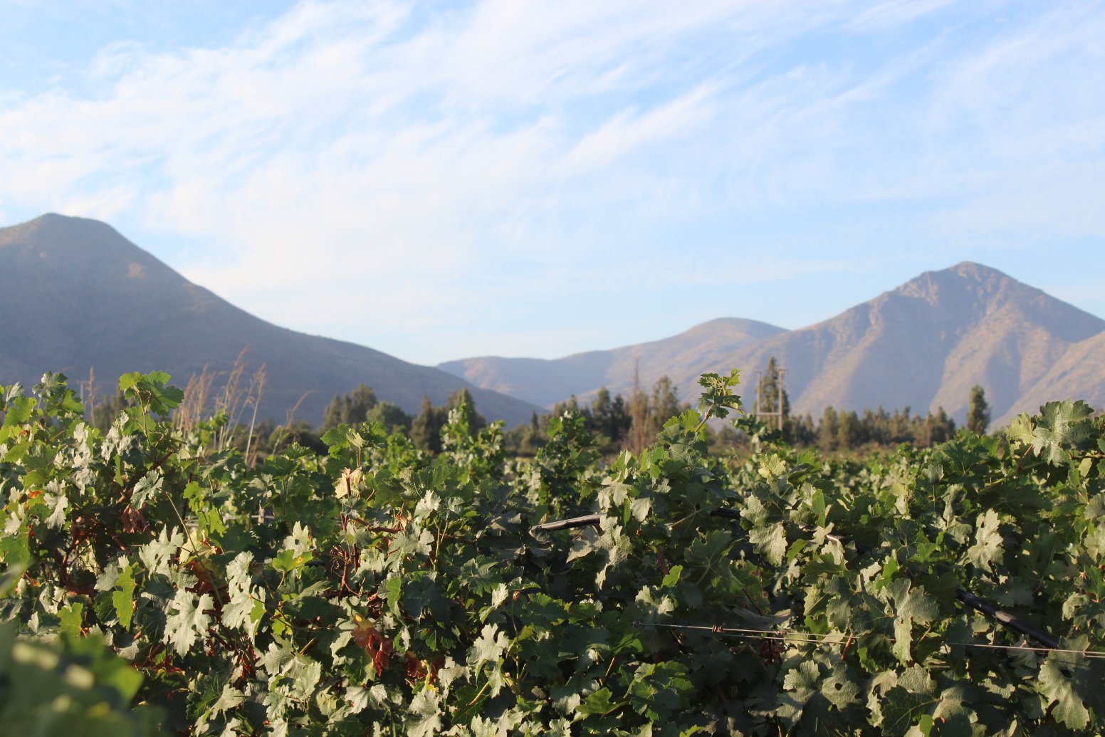 Wine, Wool, and Terroir in Los Andes | Chile Private Tour