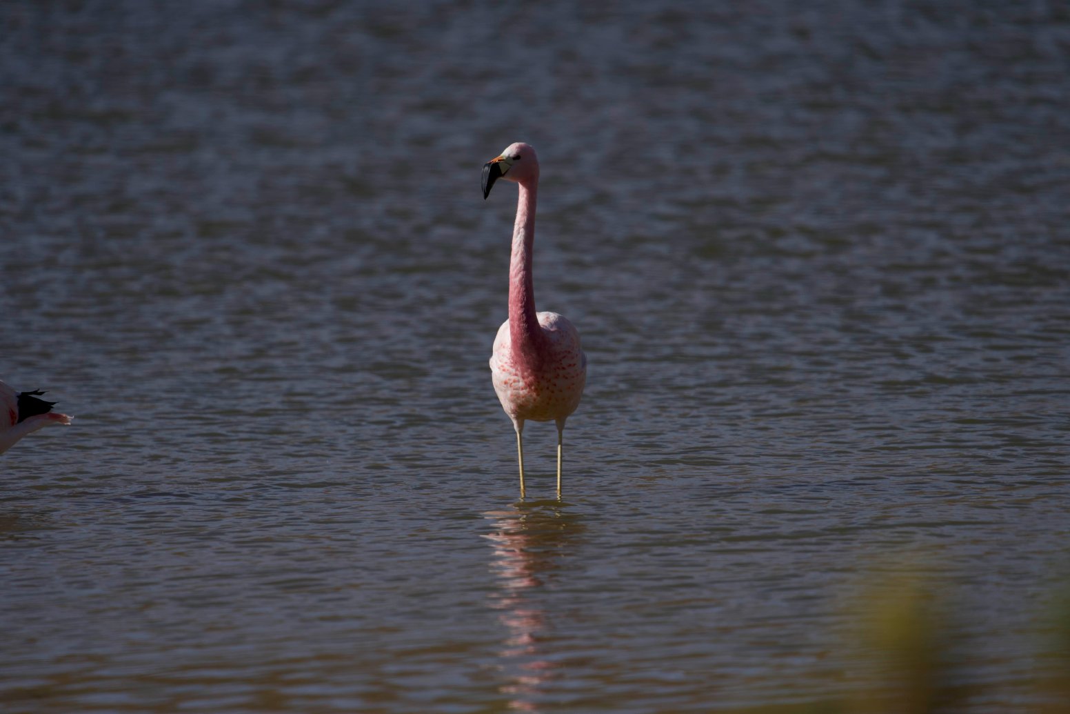 Atacama Through the Lens in San Pedro de Atacama | Chile Private Tour