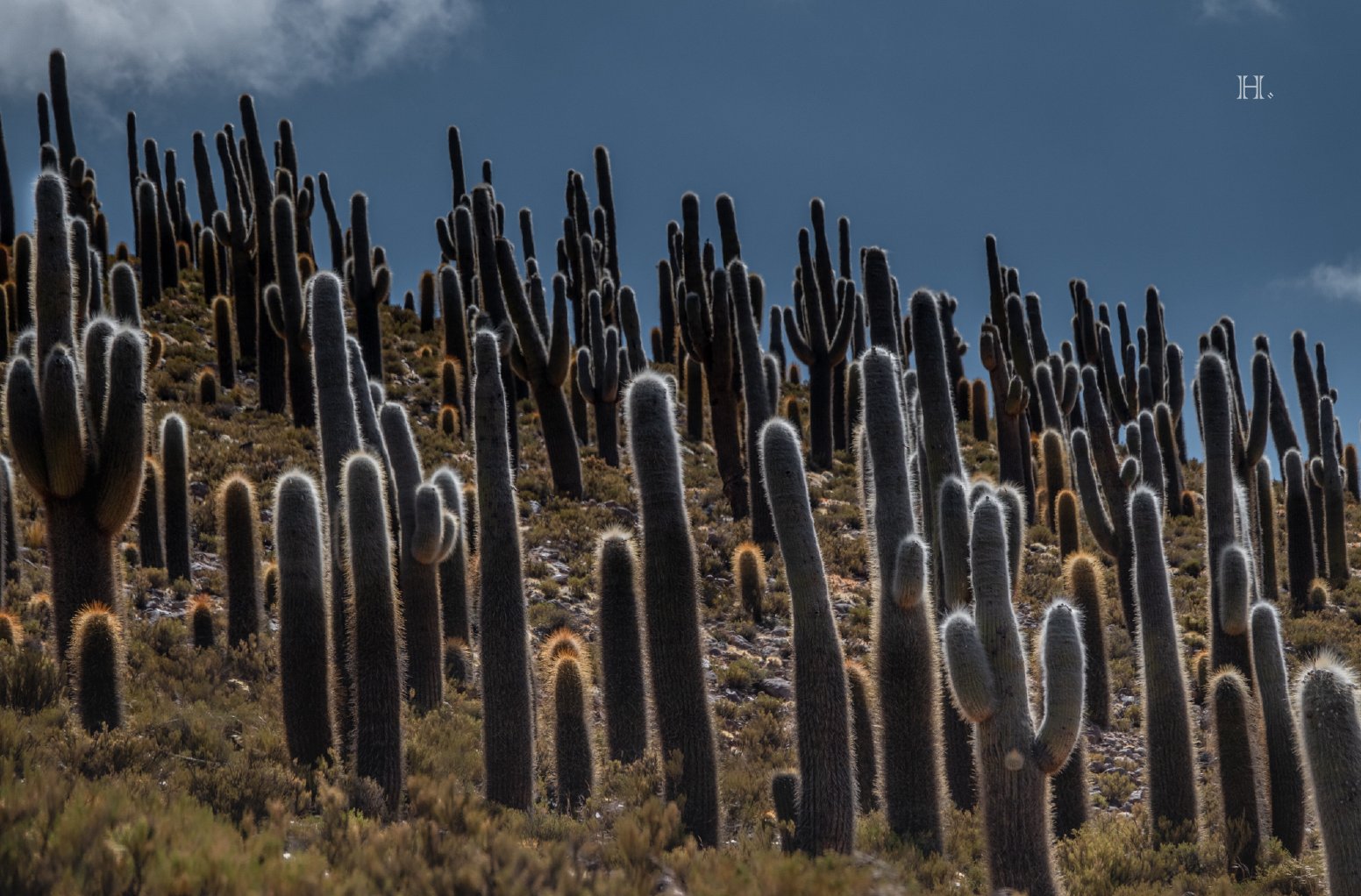 Among the Giant Cacti in San Pedro de Atacama | Chile Private Tour