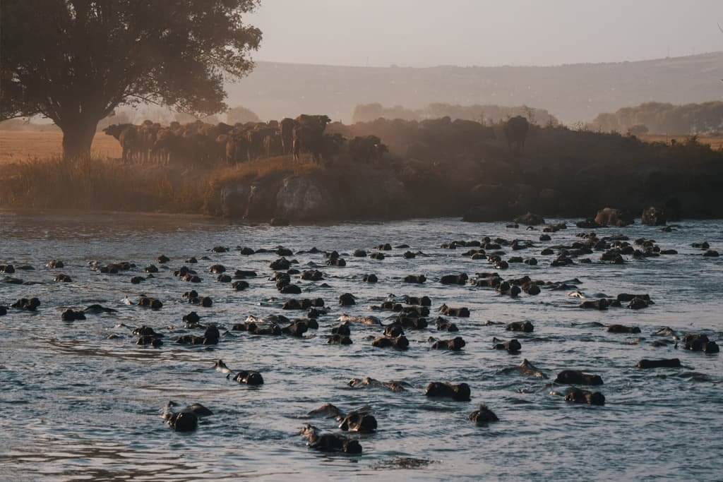 Following the Buffalo Herd  in Hürmetci | Türkiye Private Tour
