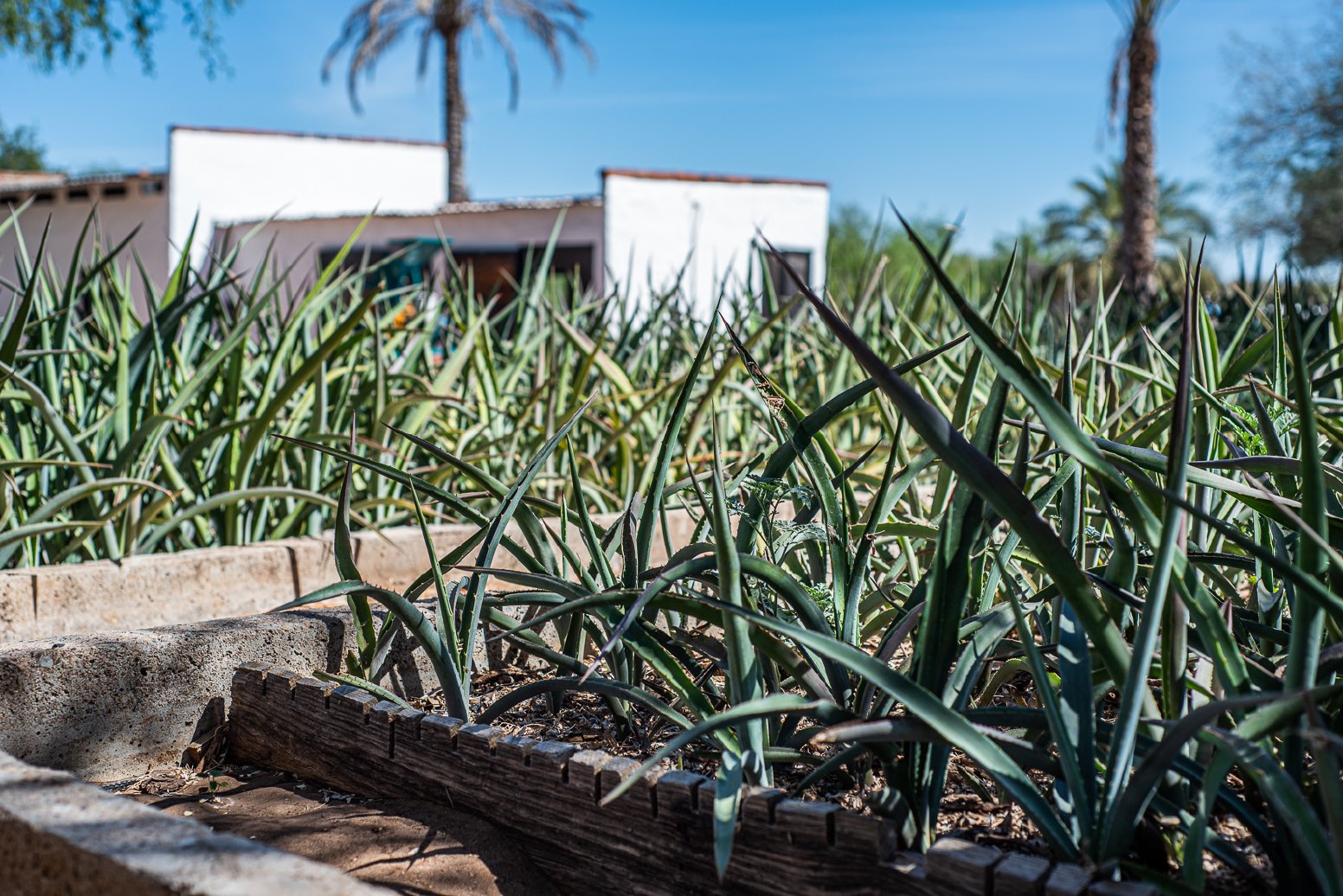 Bacanora and Sonoran Agave in Bajadita