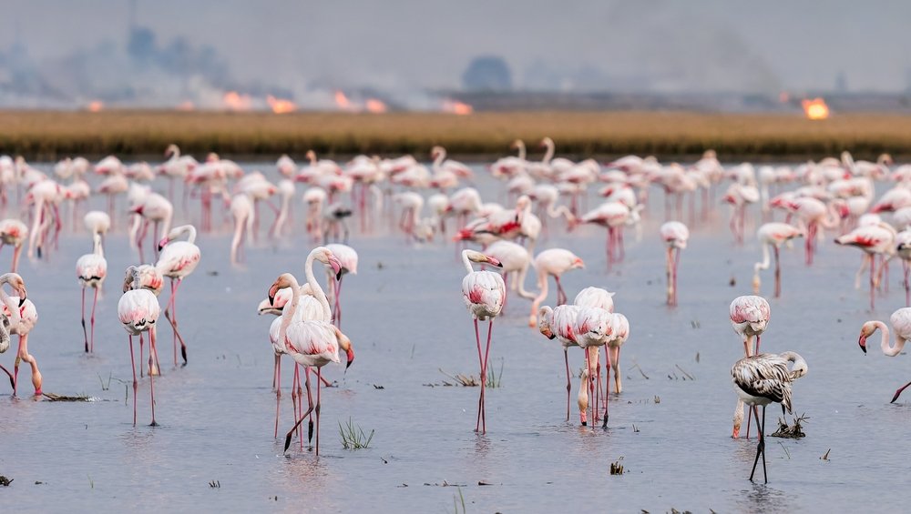 Isla Mayor: Field to Feast in Isla Mayor | Spain Private Tour
