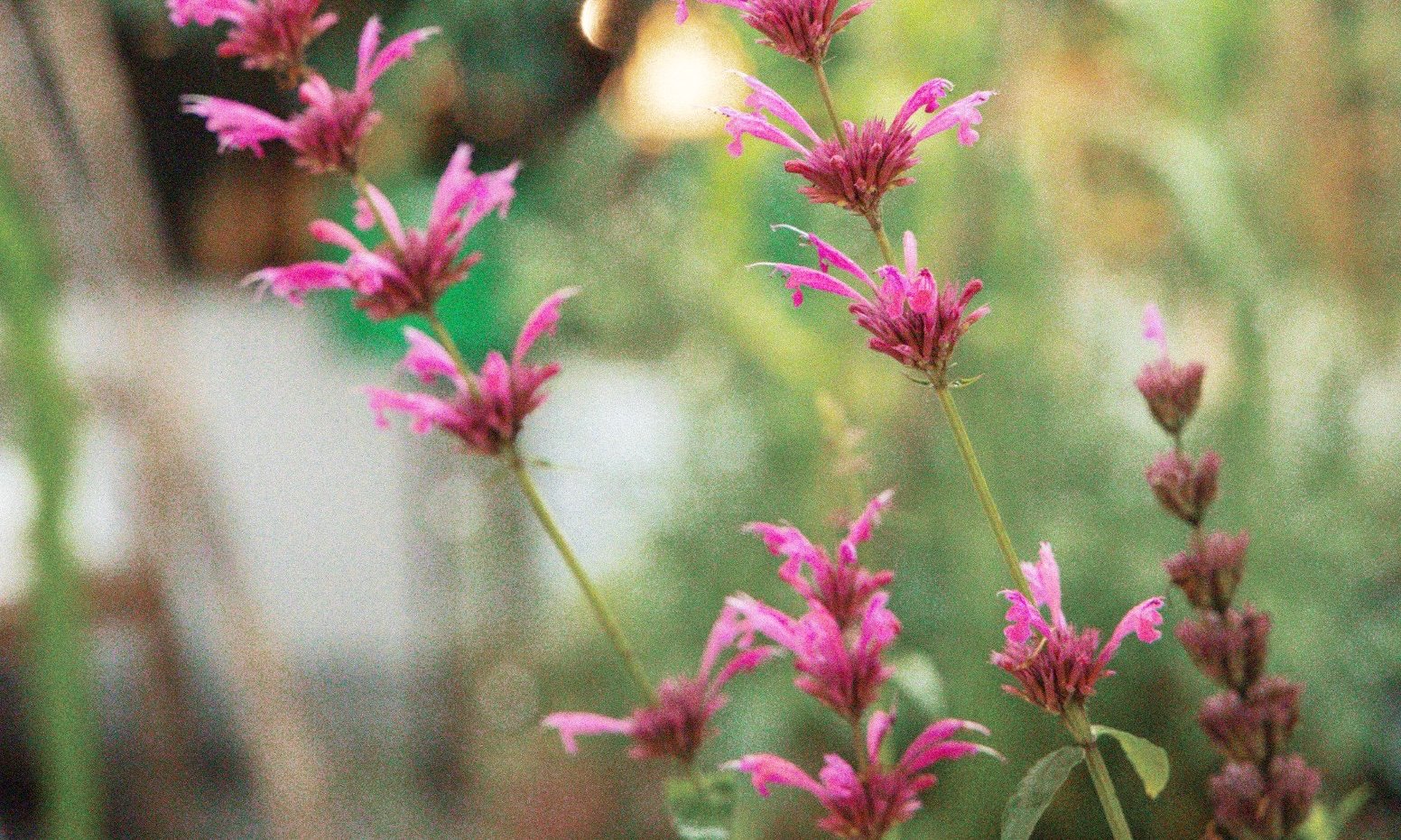 Color From the Garden in Mexico City | Mexico Private Tour