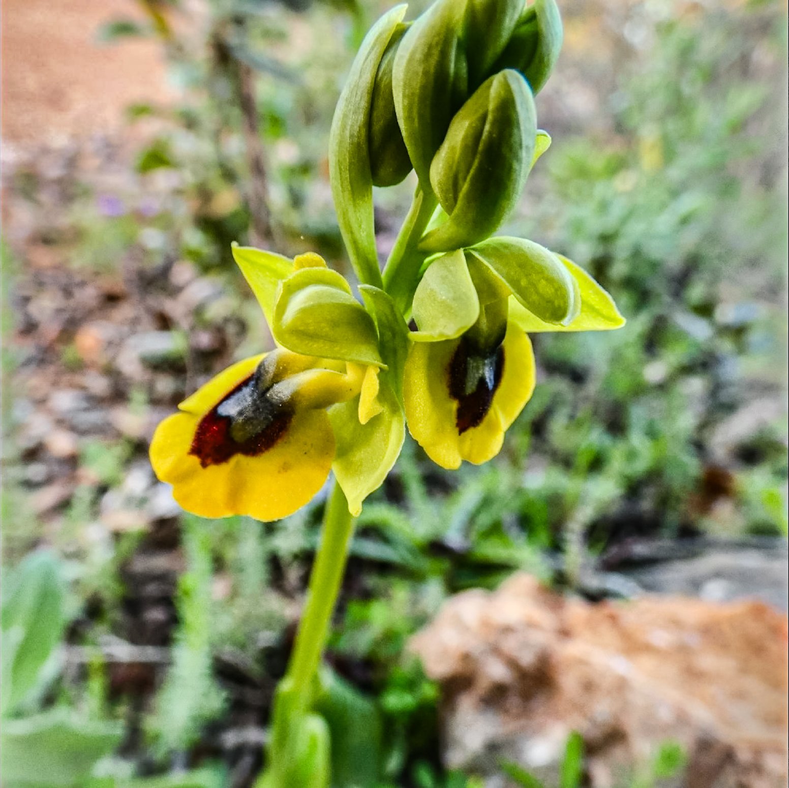 Hunting for Algarve's Wild Orchids in Loulé | Portugal Shared Tour