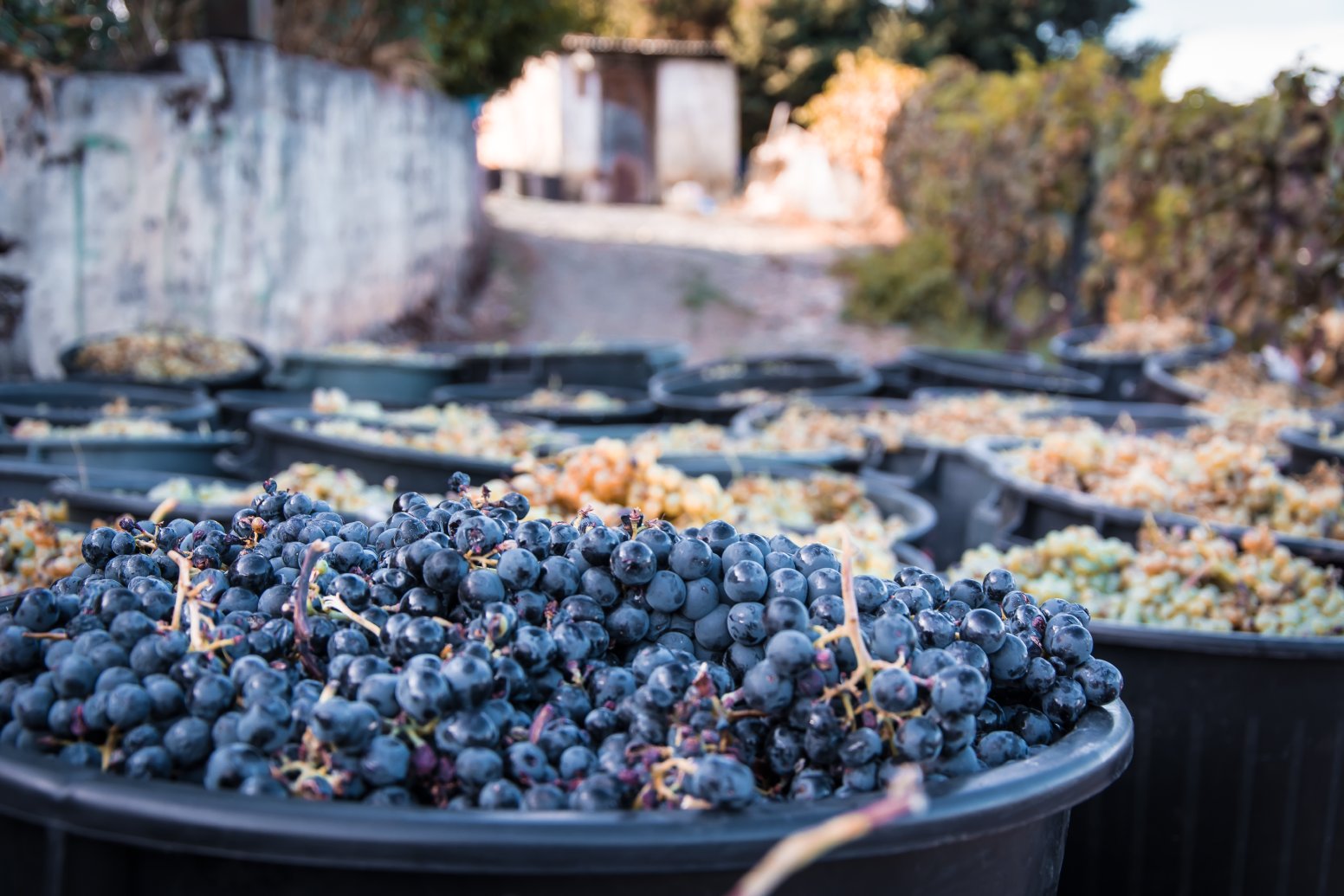 Douro Harvest Rituals in Pinhão | Portugal Private Tour