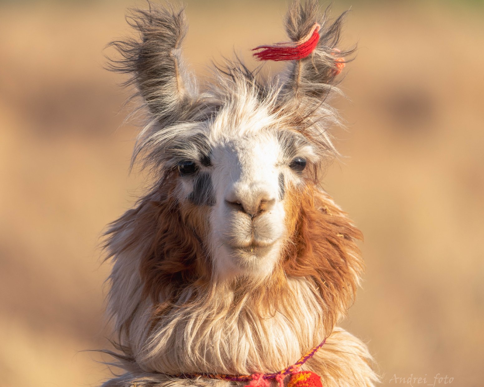 Atacama Through the Lens in San Pedro de Atacama | Chile Private Tour