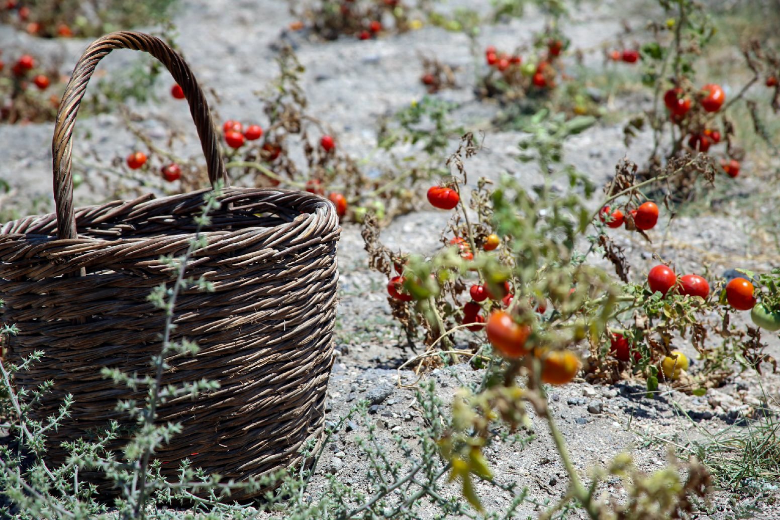 Flavors Born from Volcanic Ash in Vothonas | Greece Private Tour