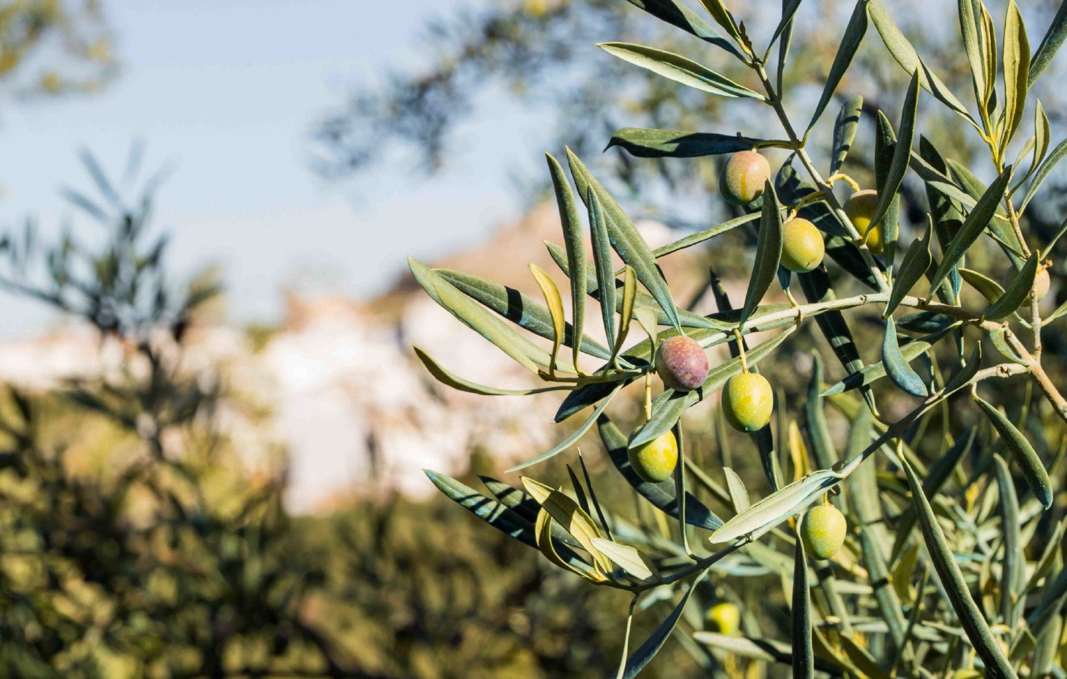 The Olive Grove Whisperer in Zahara de la Sierra | Spain Private Tour