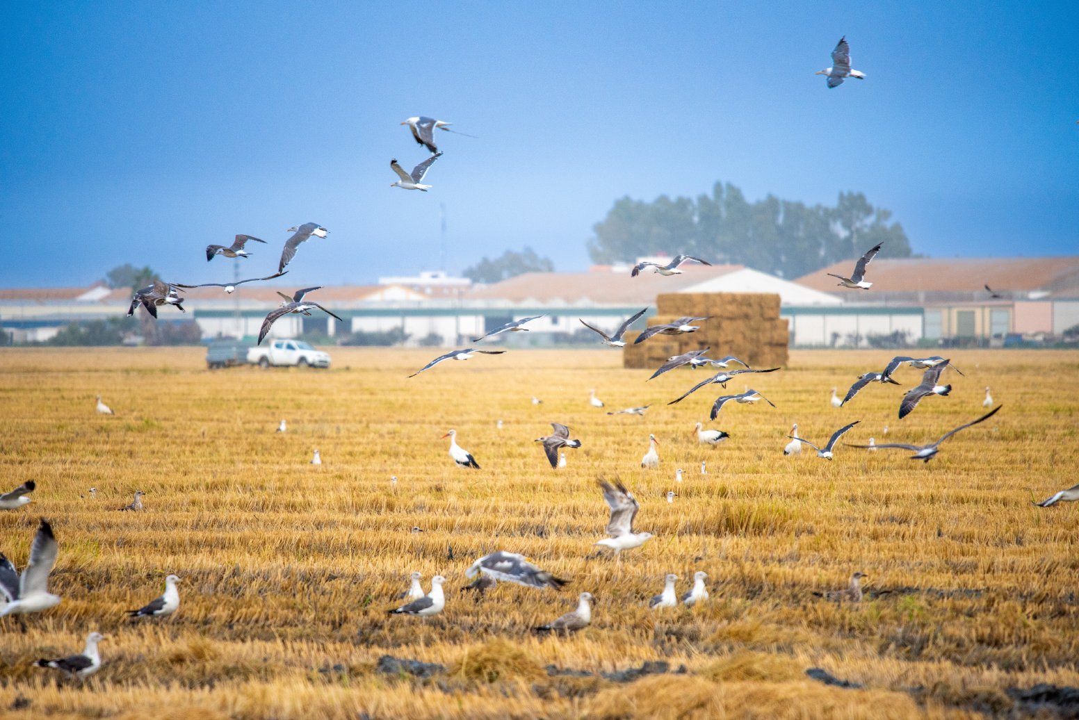 Immerse in a Rice Plantation