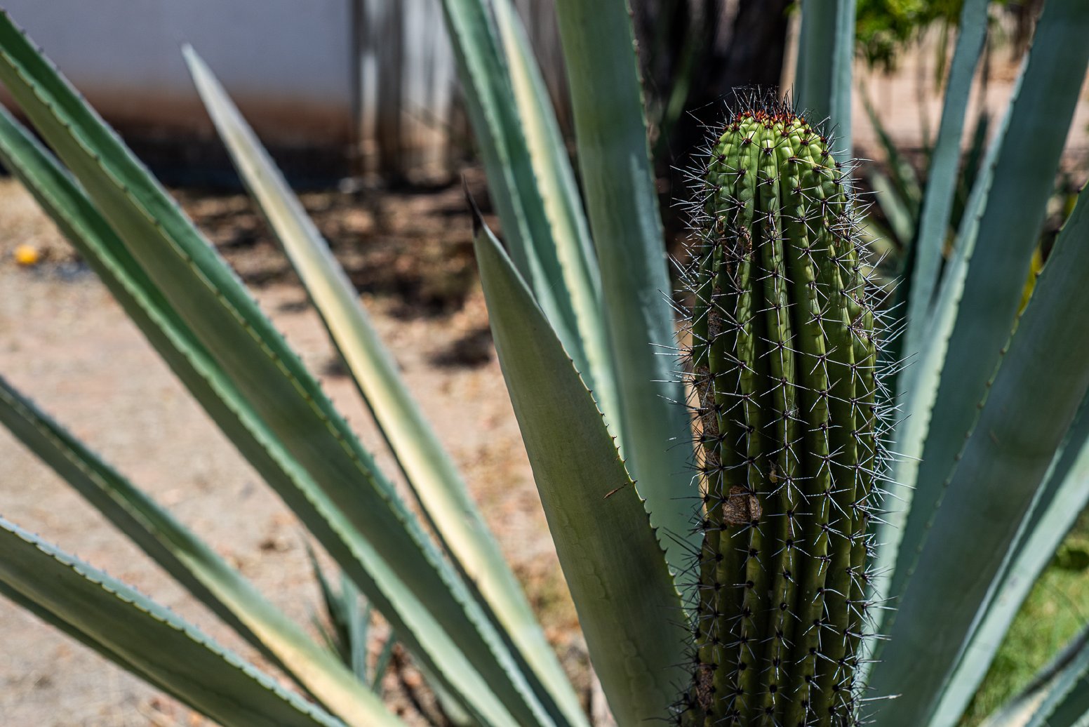 Bacanora and Sonoran Agave in Bajadita