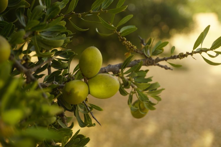 The Argan and Sugar Legacy in Essaouira | Morocco Private Tour