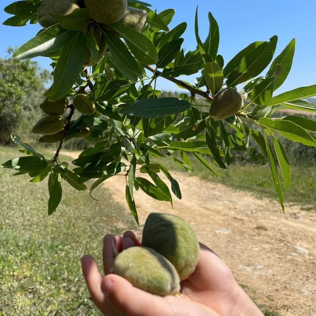 Almond Tales, Ancient Trails in Noto | Italy Private Tour
