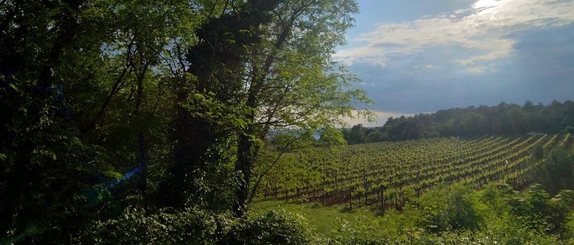 The Many Tastes of the Karst in Trieste | Italy Private Tour