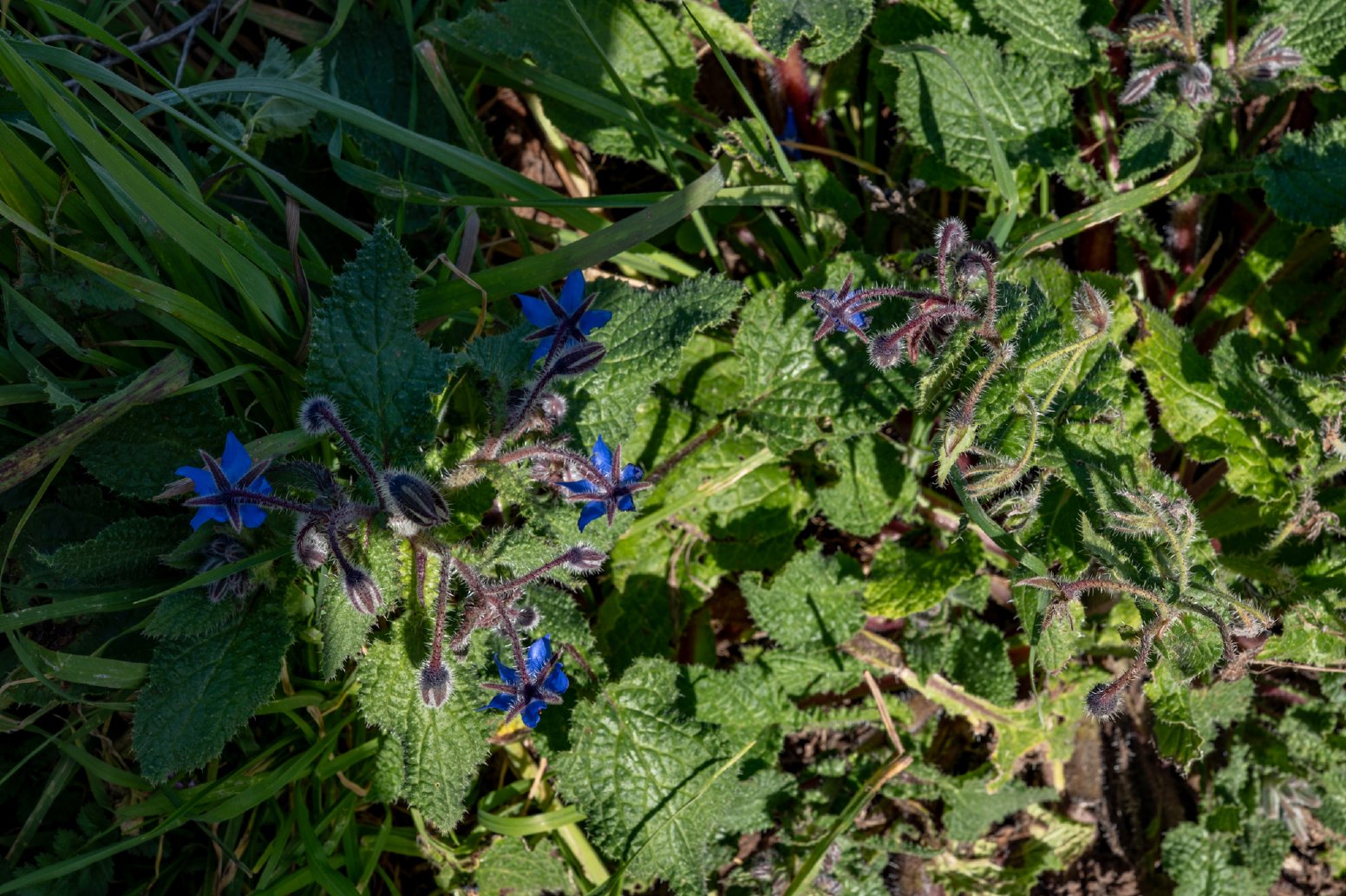 The Botanist of Cuglieri in Cuglieri | Italy Private Tour