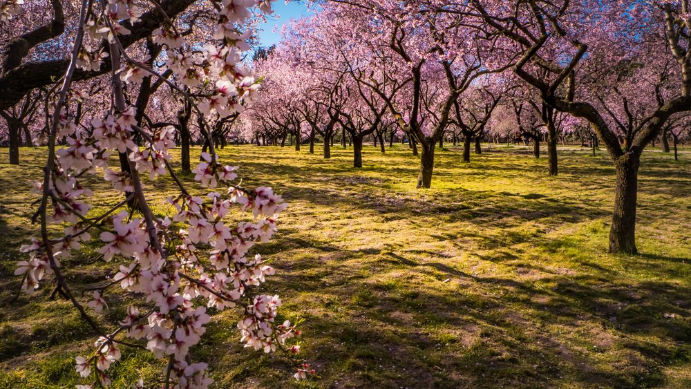 Madrid: Nobility in Bloom in Madrid | Spain Private Tour