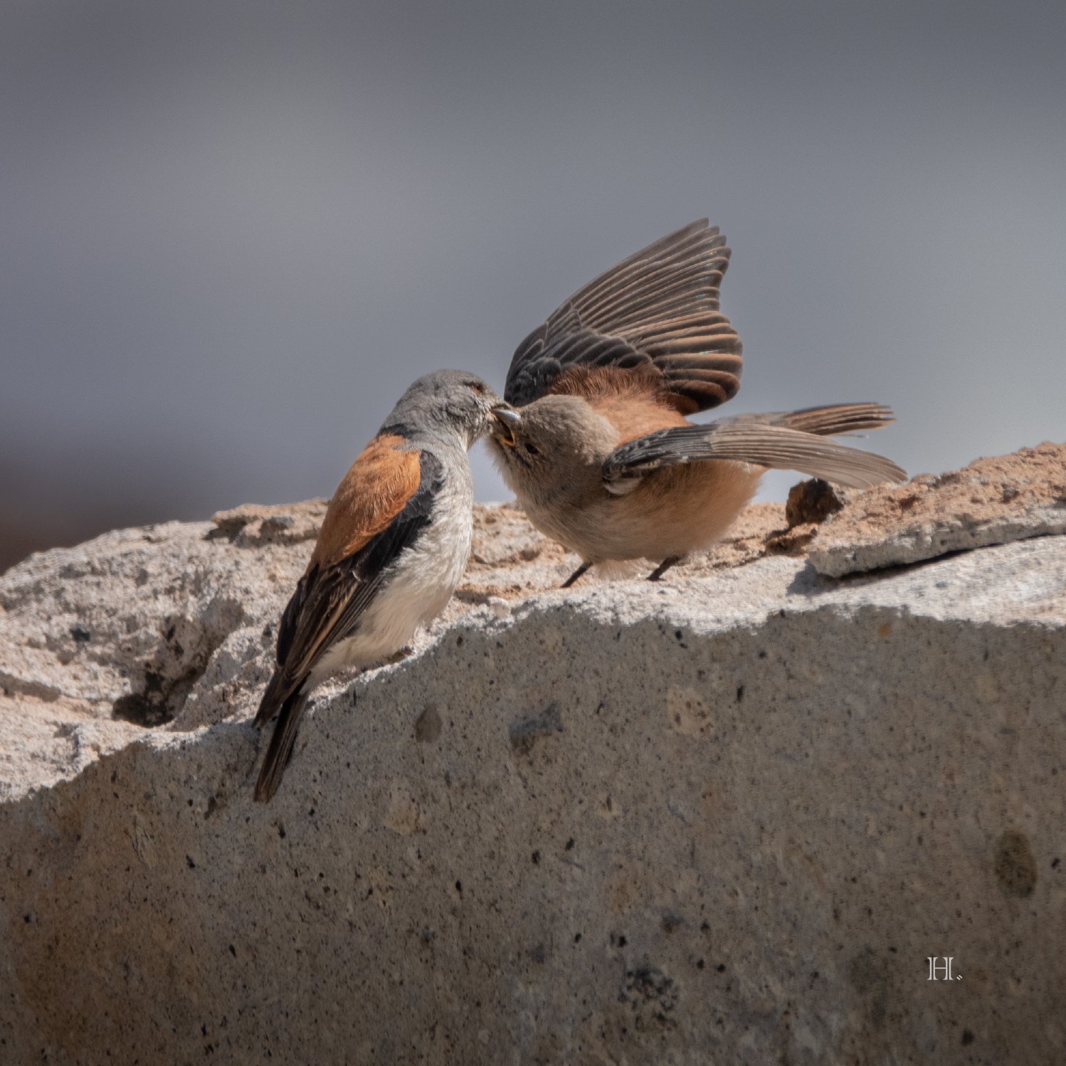 Birds of the Desert in San Pedro de Atacama | Chile Private Tour