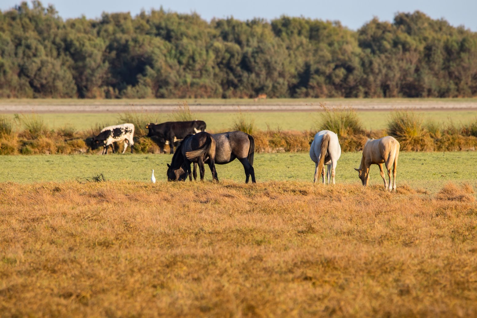 Legacy of the Toro Bravo in Castilblanco de los Arroyos | Spain Private Tour